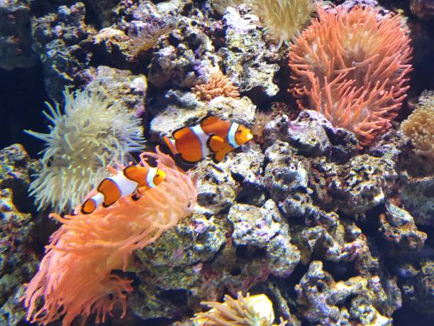 Clown Fish at Oceanário de Lisboa The photo of clown fish oceanário de lisboa stock pictures, royalty-free photos & images