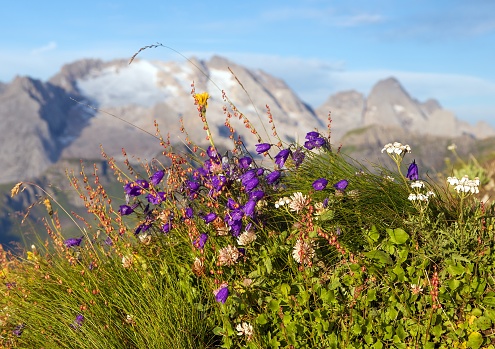 View of mount Marmolada peak with flowers, the highest mount of Dolomites mountains, Italy