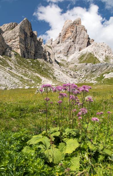 istock Alps dolomites mountains and purple mountain flowers 2092689774