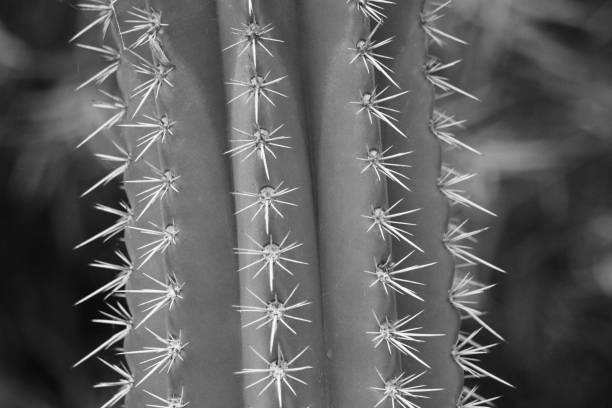 istock Black and white macro of a pipe cactus showing off it's needles 2092725607