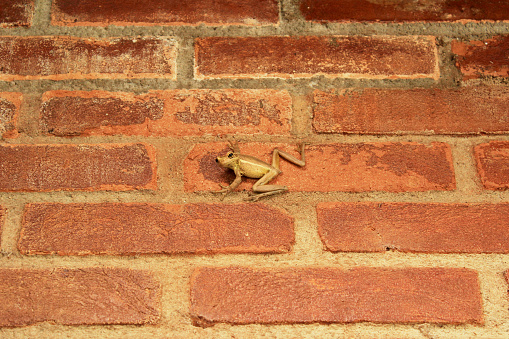 Treefrog Trachycephalus Mesophaeus, known as Golden Treefrog or Sticky Treefrog. Species of anuran amphibian, endemic to Brazil, from the Hylidae family. On a brick wall in a domestic environment.