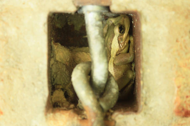 Treefrog Trachycephalus Mesophaeus, known as Golden Treefrog or Sticky Treefrog. Species of anuran amphibian, endemic to Brazil, from the Hylidae family. Sheltered in a hole in a wall in a domestic environment.
