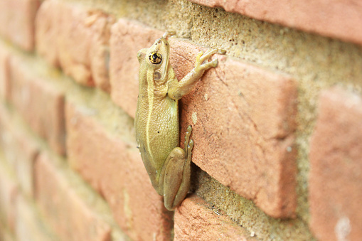 Treefrog Trachycephalus Mesophaeus, known as Golden Treefrog or Sticky Treefrog. Species of anuran amphibian, endemic to Brazil, from the Hylidae family. On a brick wall in a domestic environment.