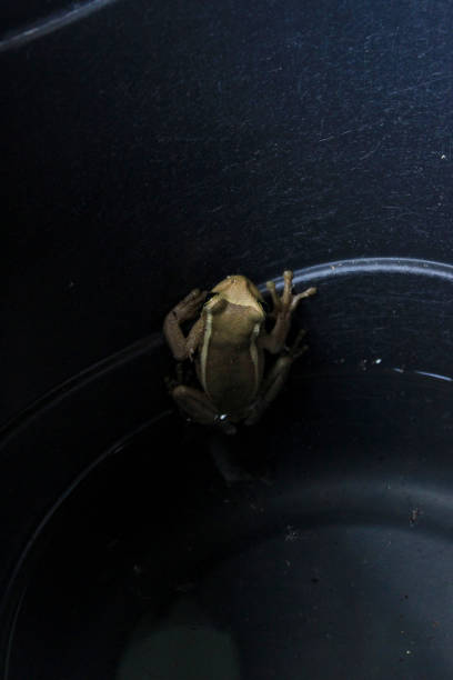 istock Treefrog Trachycephalus Mesophaeus, known as Golden Treefrog or Sticky Treefrog. Species of anuran amphibian, endemic to Brazil, from the Hylidae family. In a black plastic bucket in a domestic environment. 2092754967