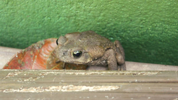 Rhinella icterica frog, formerly Bufo ictericus, known as Cane Toad or Bullfrog. Species of anuran amphibian, from the Bufonidae family, found in Brazil, Argentina and Paraguay. It lives in closed forests, open areas, and urbanized areas. rana rhinella icterica, anteriormente bufo ictericus, conocida como sapo de caña o rana toro. especie de anfibio anuro, de la familia bufonidae, que se encuentra en brasil, argentina y paraguay. vive en bosques cerrados, áreas abiertas y áreas urbanizad