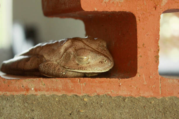Boana Faber Treefrog, formerly Hyla Wachei, known as Hammerfrog or Blacksmith Frog. Species of anuran amphibian, from the Hylidae family, found in Brazil, Argentina and Paraguay. Sleeping in urban domestic environment. rana arborícola boana faber, anteriormente hyla wachei, conocida como rana martillo o rana herrera. especie de anfibio anuro, de la familia hylidae, que se encuentra en brasil, argentina y paraguay. dormir en un entorno doméstico urbano.