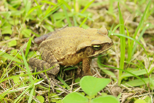Rhinella ornata frog, formerly Bufo ornatus or Rhinella ornatus, known as Cururuzinho Toad or Forest Frog. Species of anuran amphibian, endemic to Brazil, from the Bufonidae family. In a natural environment in the countryside.
