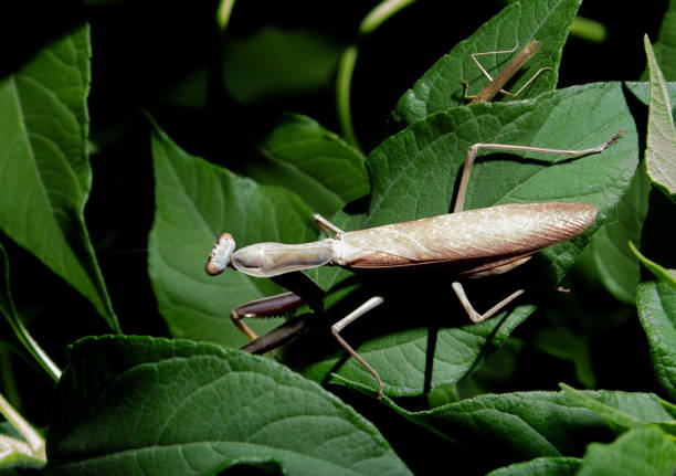 istock Photo of a praying mantis on a leaf. 2092765885