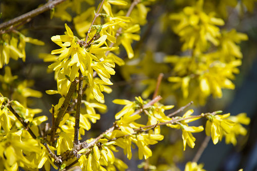 Yellow bloom of a winter jasmine bush. - Image