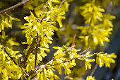Forsythia Plant Blooming in Sunlight