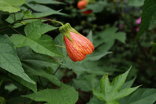 Striped Abutilon