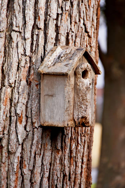 A weathered wood birdhouse affixed to a mature, white oak tree trunk shows years of use by wildlife and birds.