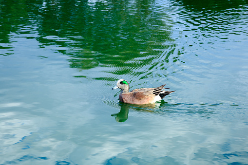 Brightly colored male American Wigeon duck with a green eye patch and a white crown swimming in a quiet lake