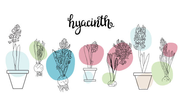 Collection of flowers hyacinths. vector art illustration