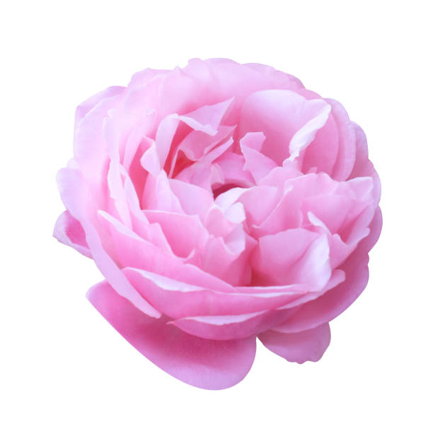 istock pink rose flowers 2092857379