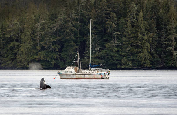 istock Orca Spyhopping in the Alaska Inside Passage 2092873456
