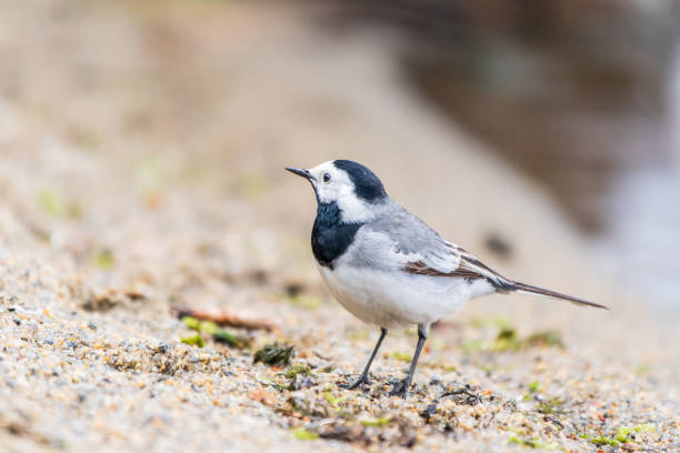 istock Wagtail sits on the ground with a beautiful blurred background. 2092945458