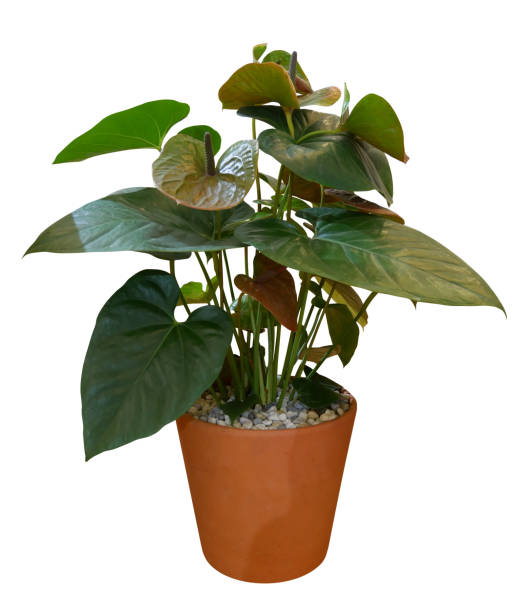 istock Green anthurium plants in pot isolated on white background. 2092946675