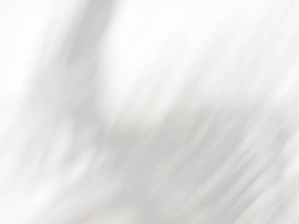 istock Abstract shadow of leaves on white wall background 2092947191