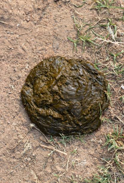 Cow Dung or Cow Pats Isolated on Ground, Also Known as Cow Manure Cow Dung or Cow Pats Isolated on Ground, Also Known as Cow Manure. cow dung stock pictures, royalty-free photos & images