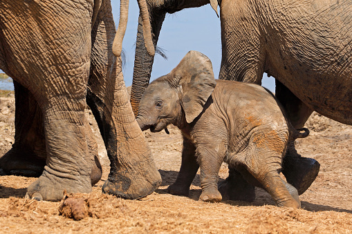 A cute baby African elephant (Loxodonta africana), Addo Elephant National Park, South Africa