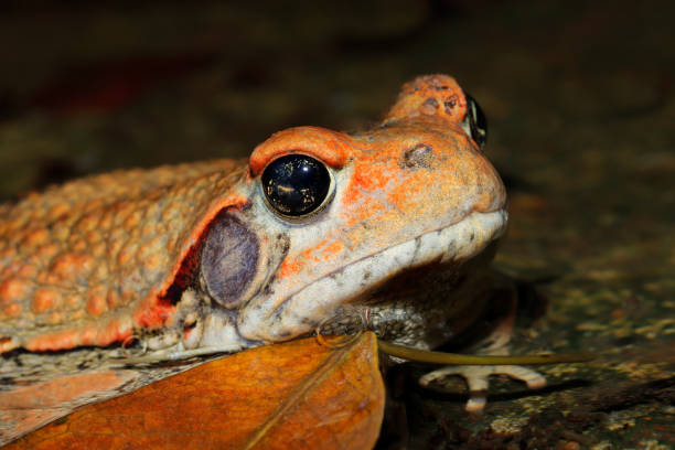 istock Portrait of a red toad (Schismaderma carens) during the night, South Africa 2092964850