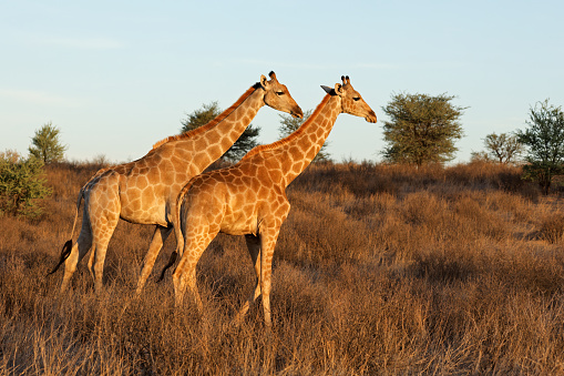 Two giraffes (Giraffa camelopardalis) walking in natural habitat, Kalahari desert, South Africa