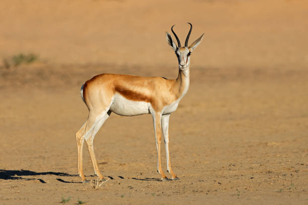 istock A springbok antelope (Antidorcas marsupialis) in arid environment, Kalahari desert, South Africa 2092965306