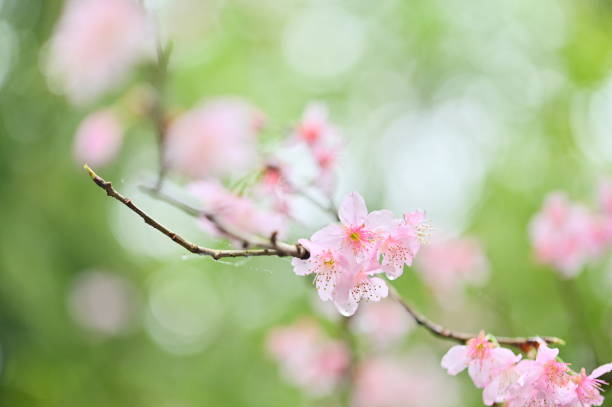 After spring rain, cherry blossoms shine with raindrops, contrasting beautifully with green leaves. Witness this stunning sight that's sure to uplift your spirits.