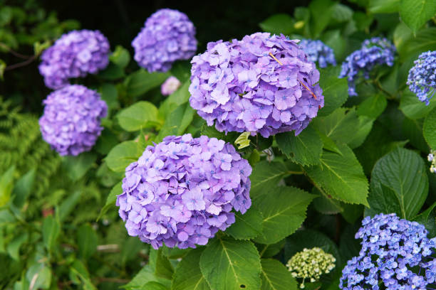 istock Purple hydrangeas that bloom during the rainy season 2092974804