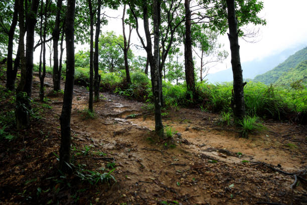 Beautiful tropical forest mountain landscape in summer