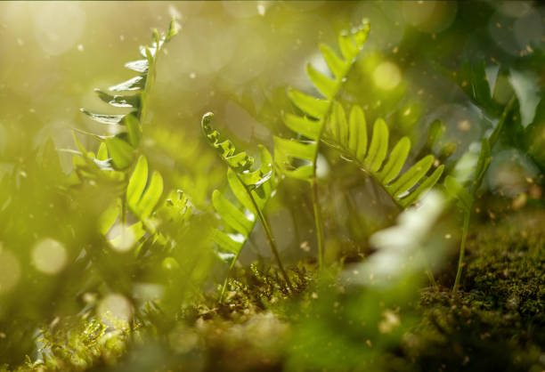 Close up plant photo, with sun and bokeh.