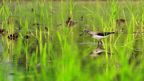 green sandpiper (tringa ochropus), a small wader or shorebird in swampland, sundarbans delta region in west bengal, india