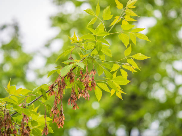 istock Summer branches of maple tree with green leaves and seeds 2093046908