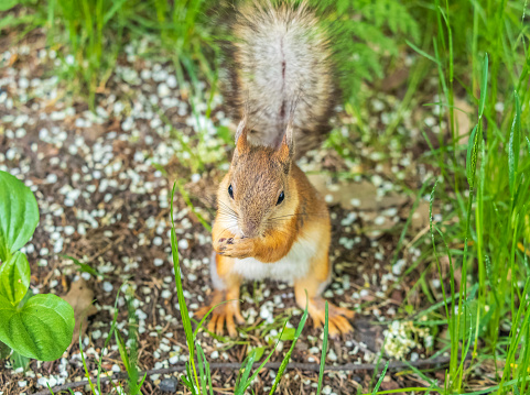 Squirrel in autumn or spring with nut on the green grass with fallen yellow leaves. Squirrel looking for food on the ground. Wild animal. Autumn or spring forest.