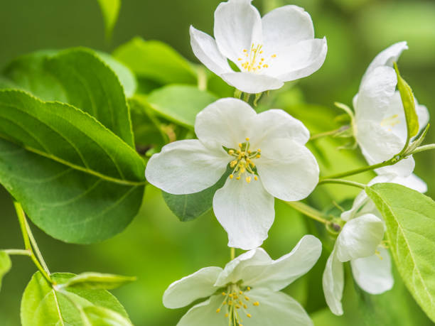 istock White blossoming apple trees in the sunset light 2093048480