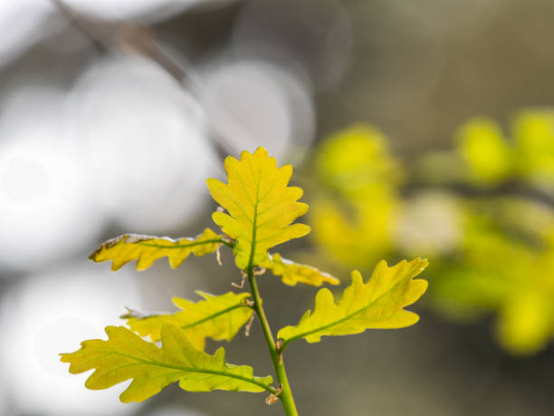 istock Green oak leaves on a natural blurred background. 2093048993