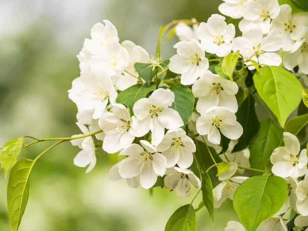 istock White blossoming apple trees in the sunset light 2093049009