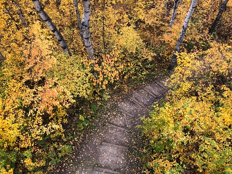 Aerial view of autumn trees with golden foliage