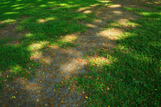 The Shadow of big tree on the greenlawn