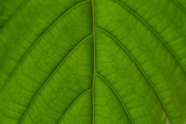 liście baldaszkowate figowca. - chloroplasty zdjęcia i obrazy z banku zdjęć