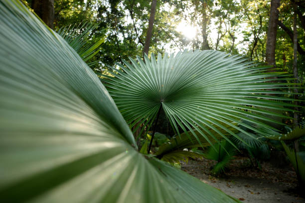 istock White Elephant Palm, White Backed Palm (Kerriodoxa elegans) : endemic palm found in southern Thailand. 2093083029
