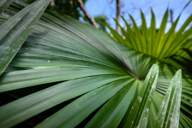 White Elephant Palm, White Backed Palm (Kerriodoxa elegans) : endemic palm found in southern Thailand.