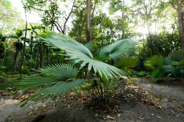 istock White Elephant Palm, White Backed Palm (Kerriodoxa elegans) : endemic palm found in southern Thailand. 2093083032