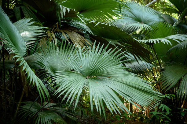 istock White Elephant Palm, White Backed Palm (Kerriodoxa elegans) : endemic palm found in southern Thailand. 2093083033