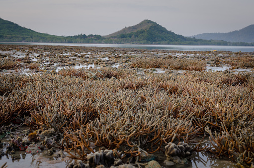 There is Staghorn Coral's field on the Beach at Phuket,Thailand. They show up when low tidal current. This is a problem from global warming, climate change. They are dying slowly.