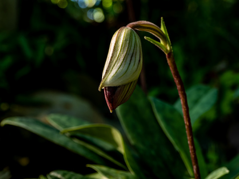 Flower bud of Paphiopedilum callosum found in the tropical evergreen garden