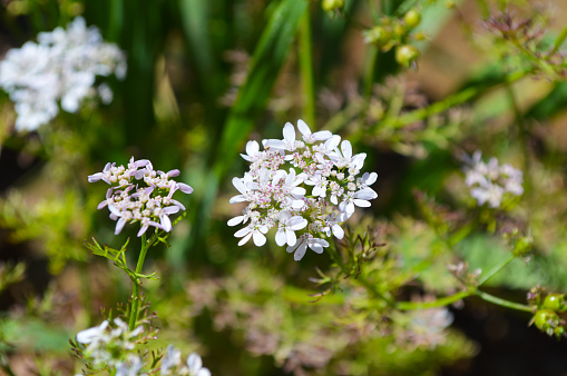 white coriander flowers in the garden, organic vegetable flora
