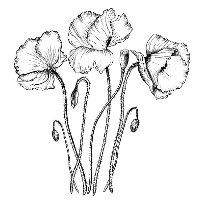 Black linear blooming Poppy flowers and buds composition. Hand drawn botanical vector illustration in outline style. Wild flower monochrome sketch. Design isolated on white background.