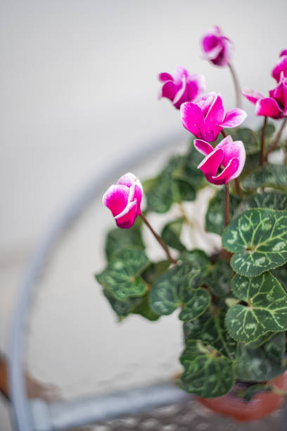 Beautiful purple cyclamen flowers as a gift